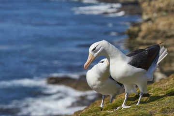Pair of Black-browed Albatross (Thalassarche melanophrys) courting on the coast of Saunders Island in the Falkland Islands.                           