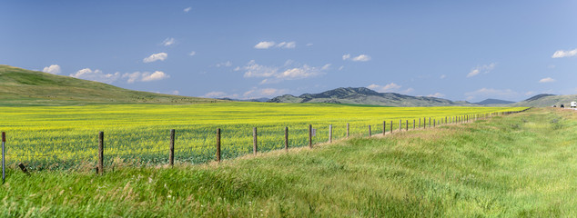 Flowers fill a field across the prarie on a beautiful summer day in Alberta, Canada