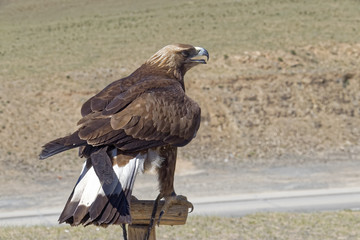 Falcon - a predatory bird on the background of desert .