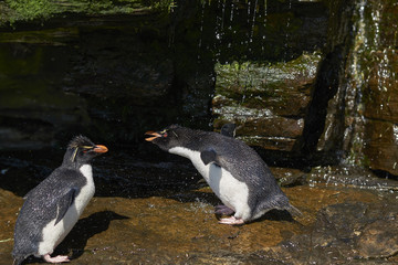 Rockhopper Penguin (Eudyptes chrysocome) having a shower under a waterfall on the cliffs of...