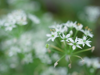 ニラの花, Garlic chive flower