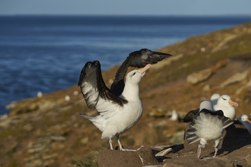 Pair of Black-browed Albatross (Thalassarche melanophrys) courting on the coast of Saunders Island in the Falkland Islands.                           