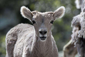 Young Mountain Goat in Kananaskis Country