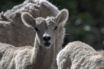 Young Mountain Goat in Kananaskis Country