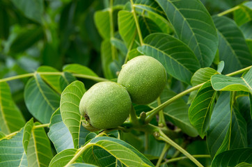 Walnuts in the tree.