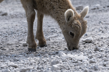 Obraz premium Young Mountain Goat in Kananaskis Country