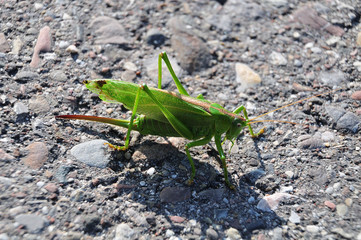 green grasshopper on asphalt road