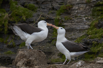 Pair of Black-browed Albatross (Thalassarche melanophrys) courting on the coast of Saunders Island in the Falkland Islands.                           