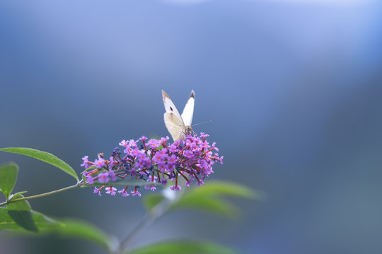 Papillon blanc Piéride du chou