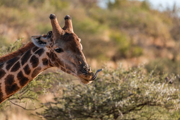 Giraffe