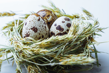 Fototapeta premium eggs in the nest on a white background