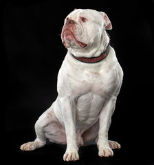 Obraz premium American Bulldog Dog Isolated on Black Background in studio