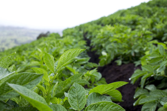 Cultivo de papa