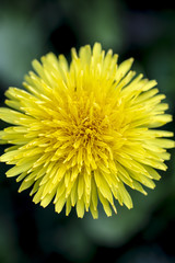 colourful spring flowers