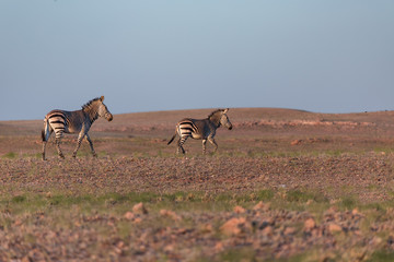 Zebras