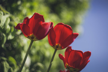 Obraz premium colourful spring flowers