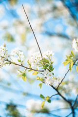 colourful spring flowers