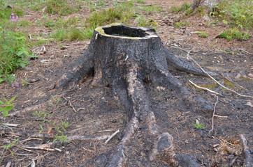 Pniak spalonego drzewa
