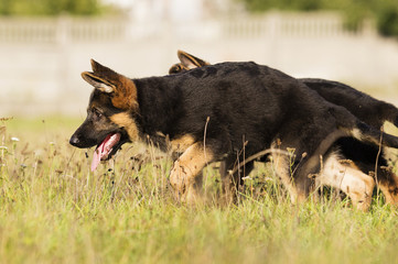 German Shepherd Puppy Runs On The Grass