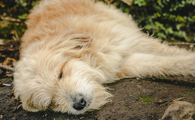 Golden haired dog basks in the sun and sleeps on the ground in nature