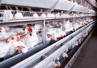 Poultry farm for breeding chickens, chicken eggs go through the transporter, chickens and eggs,...