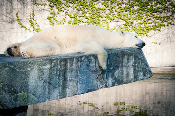 Polar Bear sleeping on rock