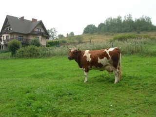 Krowa czerwona w białe łaty na zielonej trawie, Zakopane, Polska - obrazy, fototapety, plakaty