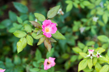 Flowering briar in the autumn day