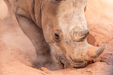 Rhino Digging Hole in Ground Closeup Portrait © Robert Kdot