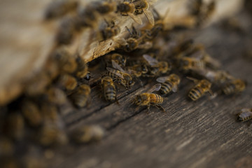 Entrance of a hive with bees communicating with one another
