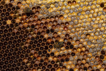 Working bee on honeycomb
