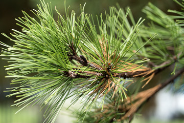 Pine branches on a sunny day