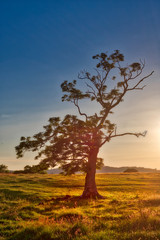 Fototapeta na wymiar Moody vertical photo of a single windblown tree in a meadow with the golden light of sunset creating a glow on it and the grass below with a blue sky