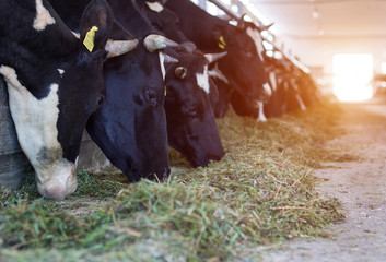 Many cows stand in the barn and eat food, the sun is shining through the doors, kine
