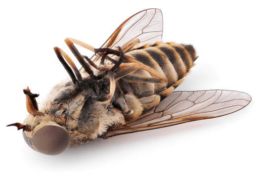 Macro shot of dead fly isolated on white background. Dead bot fly insect close-up