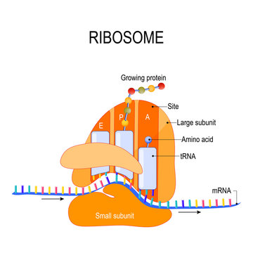Anatomy of a ribosome. The Interaction of a Ribosome with mRNA.