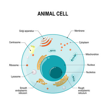 Animal Cell Diagram Images – Browse 39,038 Stock Photos, Vectors, and Video  | Adobe Stock