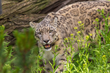 Snow Leopard Closeup