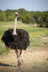 Portrait of large bird feeding green grass in the savannah. Ostrich in nature, habitat, wildlife Africa. Bird with long neck and small head. Common ostrich walking in a natural park. Wildlife concept
