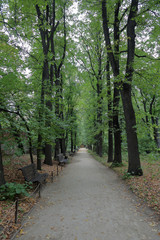 Fototapeta na wymiar A path for walking pedestrians in a modern green city park 