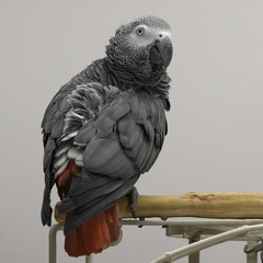 African Grey Parrot on White