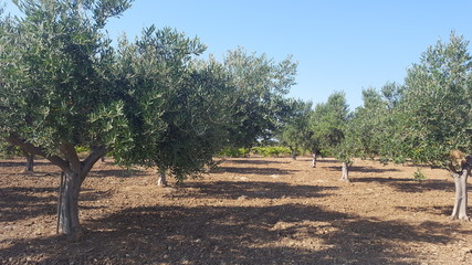 Fields of olive trees