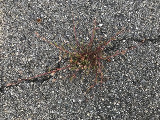Plante urbaine en araignée 