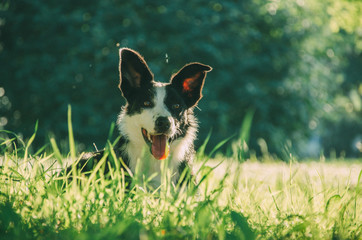 черно-белая собака лежит в траве