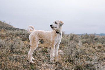 Obraz na płótnie Canvas Dog Standing in a Field in the Spring