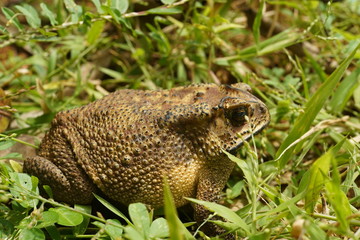 Indian Frog