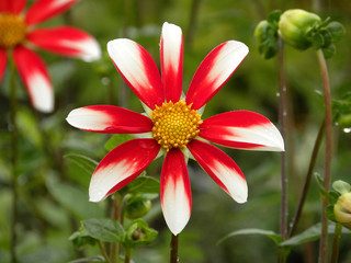Fototapeta premium Red and white dahlia