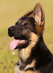 German Shepherd puppy looking sideways