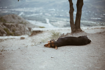 sleeping dog at mountains