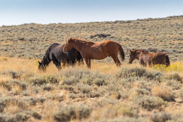 wild mustangs on Wyoming prairie